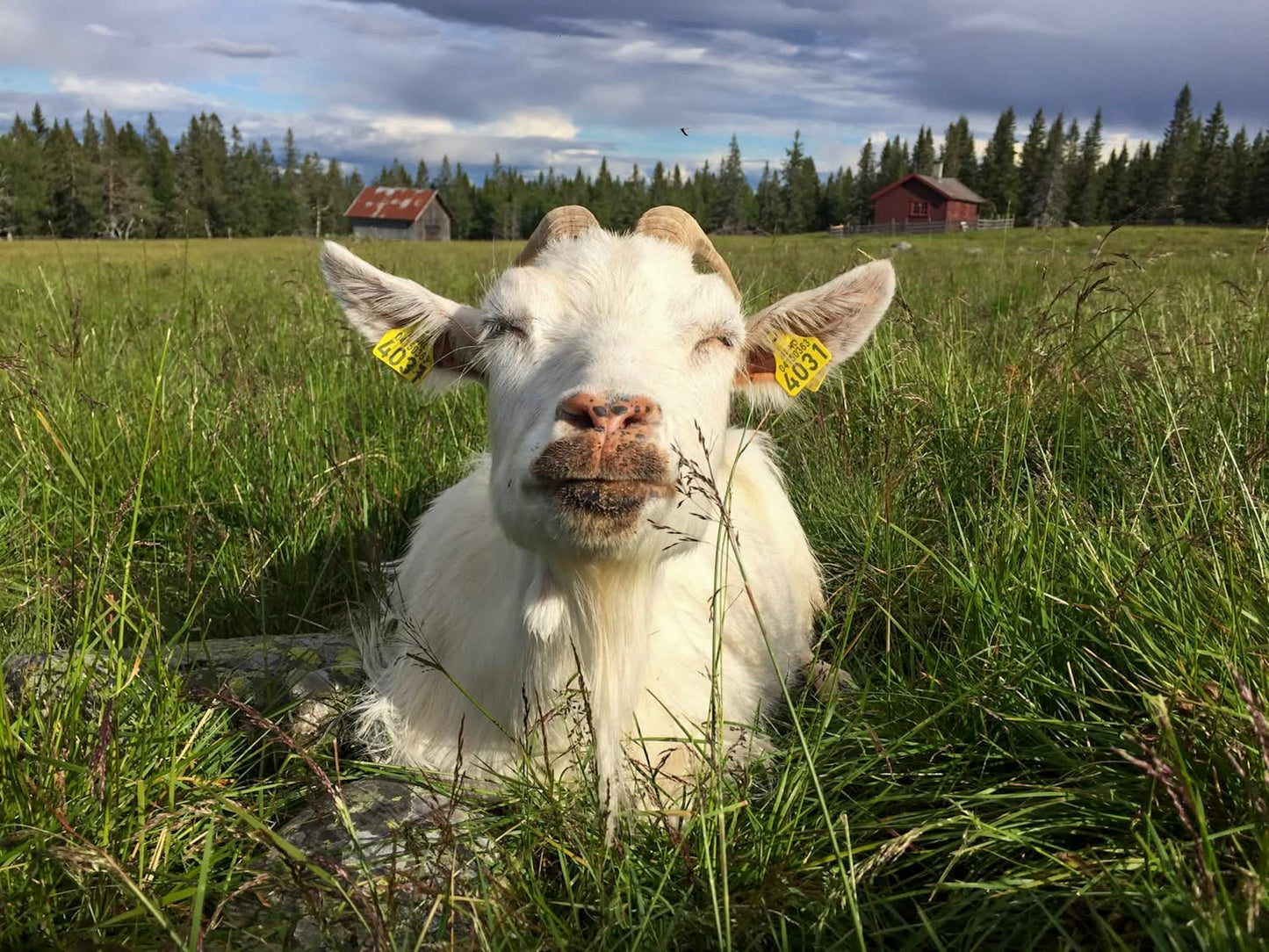Ekte geitost 450 g ØKO