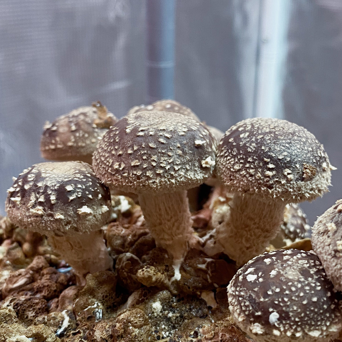 Shiitake - tørket gourmetsopp