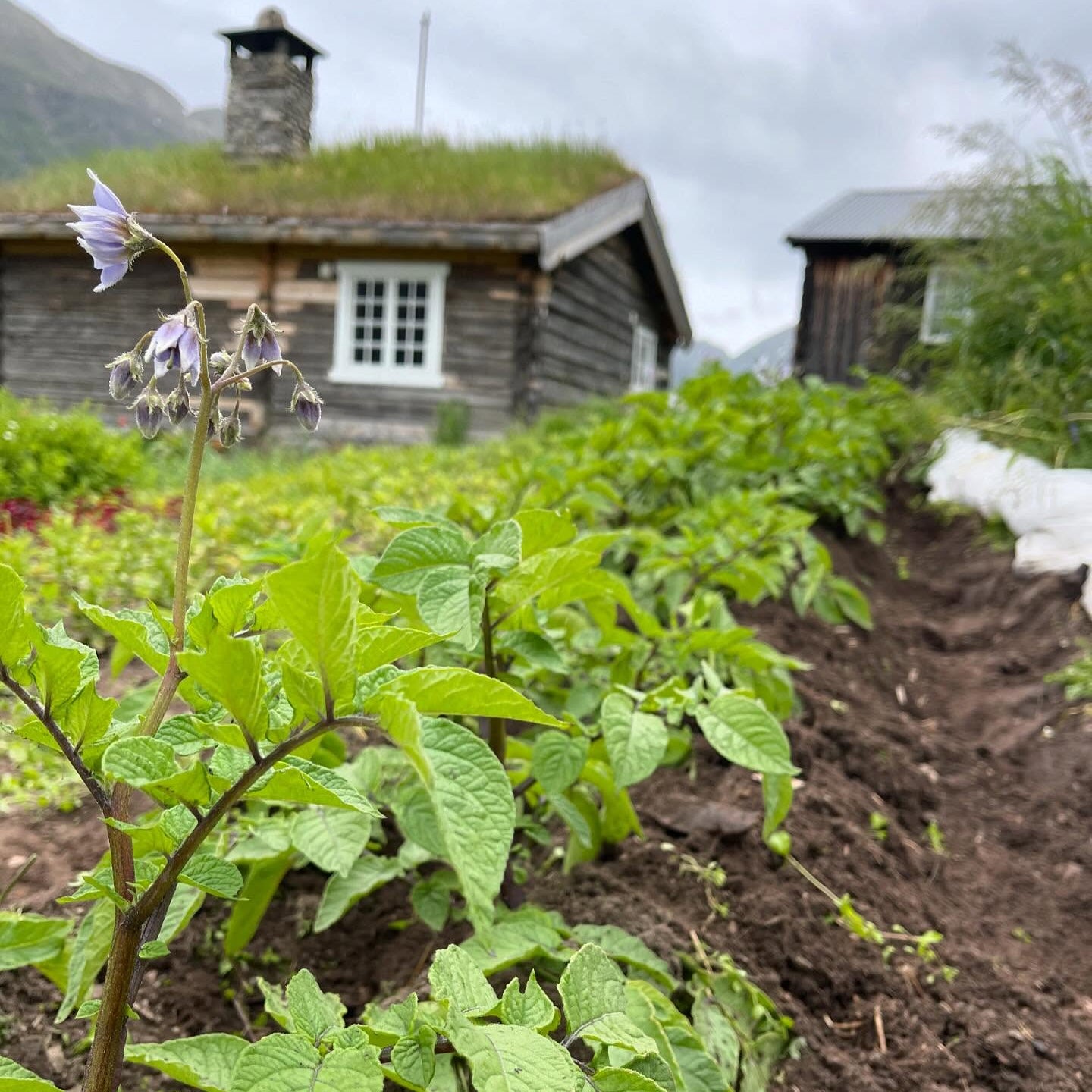 Usprøytte poteter frå Lom 1 Kg