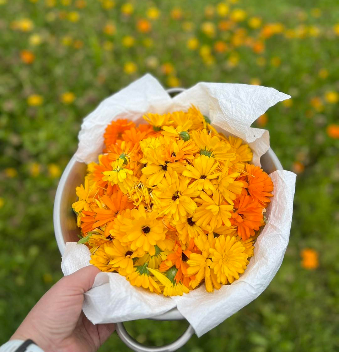 Ringblomstsåpe