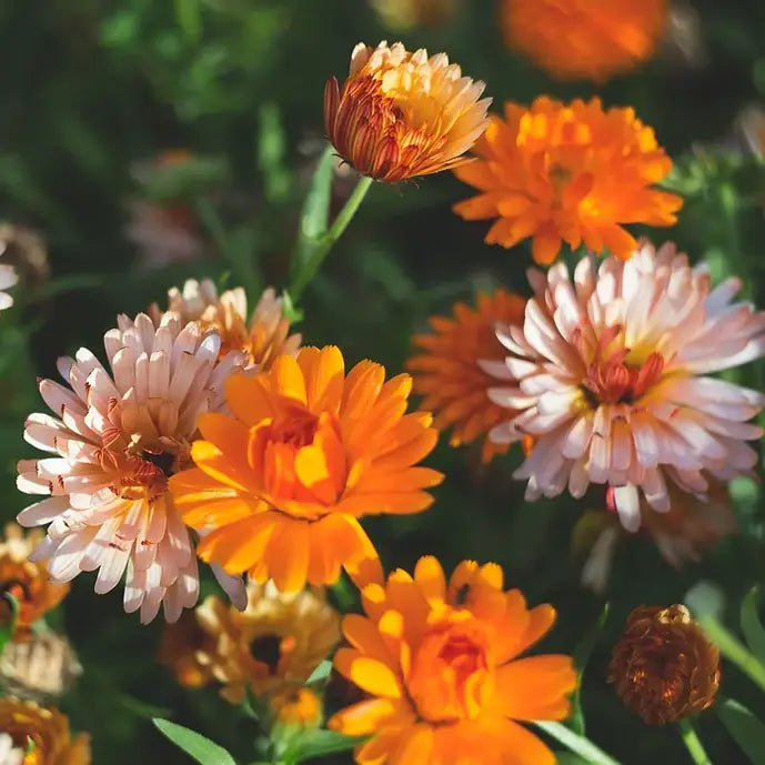 SOMMER Ringblomstsalve