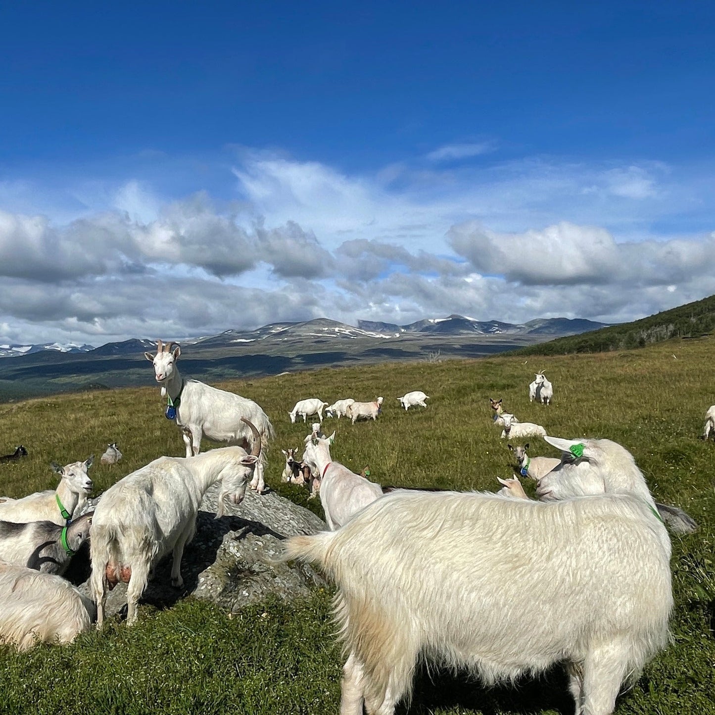 Geiter fra Valbjør Gård i Vågå som går på fjellbeite.