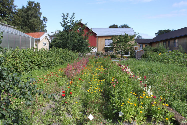 ROTVOLL SAFTERI