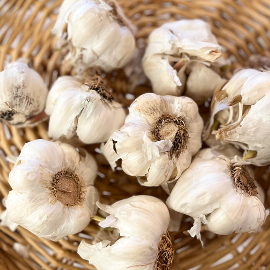 Fersk kvitlauk ØKO