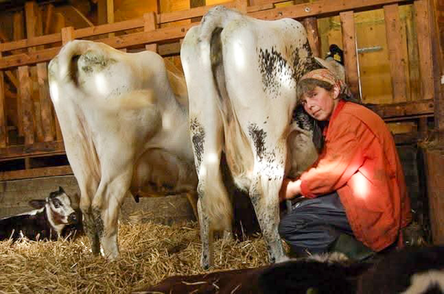 Fløytemysost 470 g ØKO