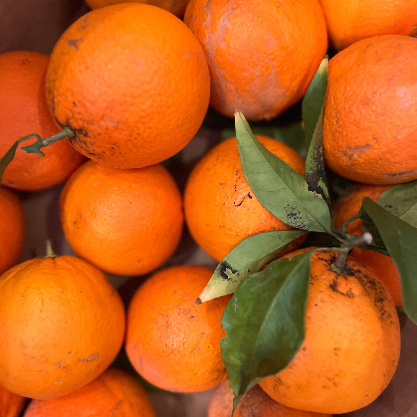 Økologisk appelsin 1 kg