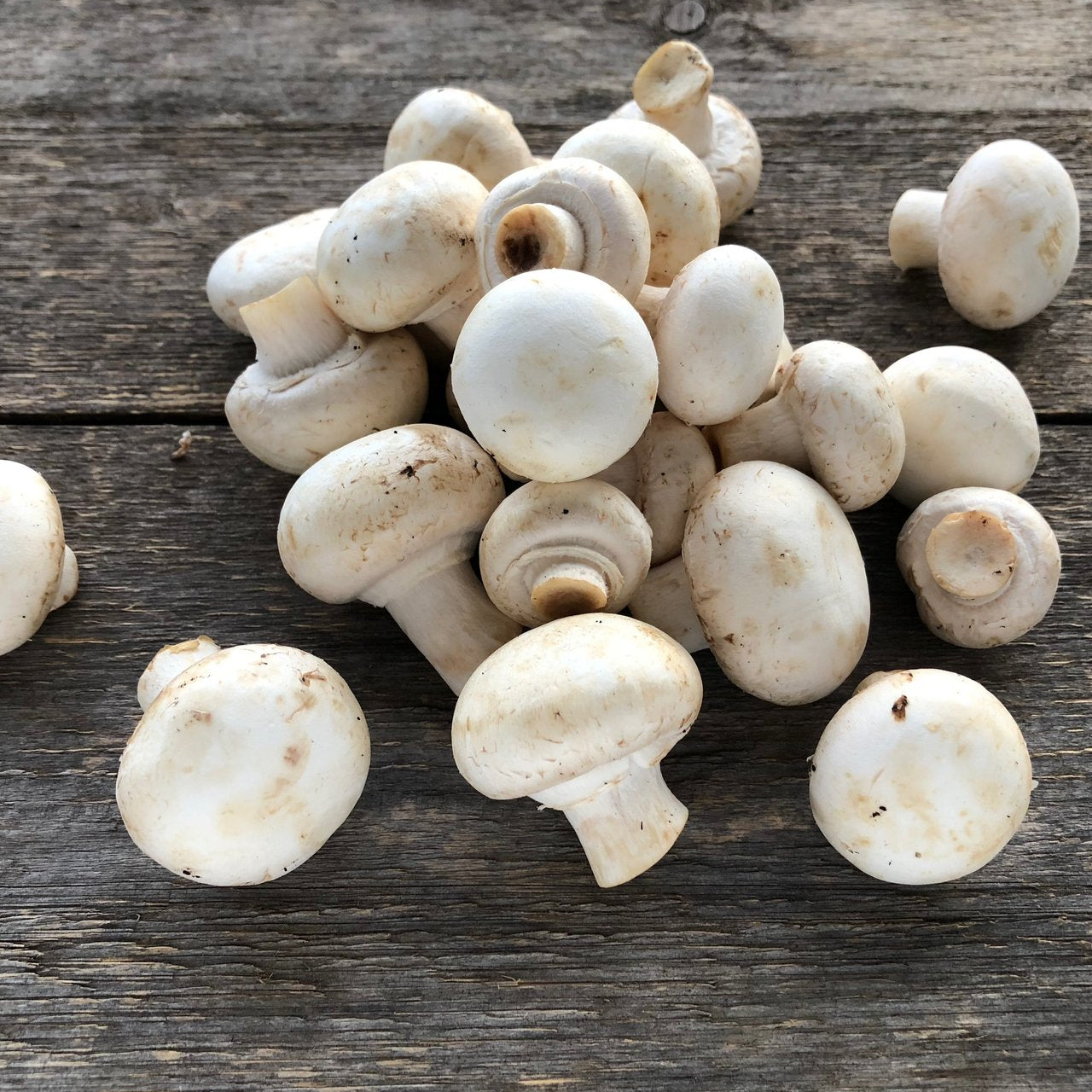 Hvit champignon 250 g ØKO