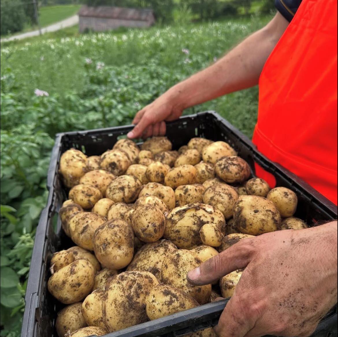 Usprøytte poteter frå Lom 1 Kg