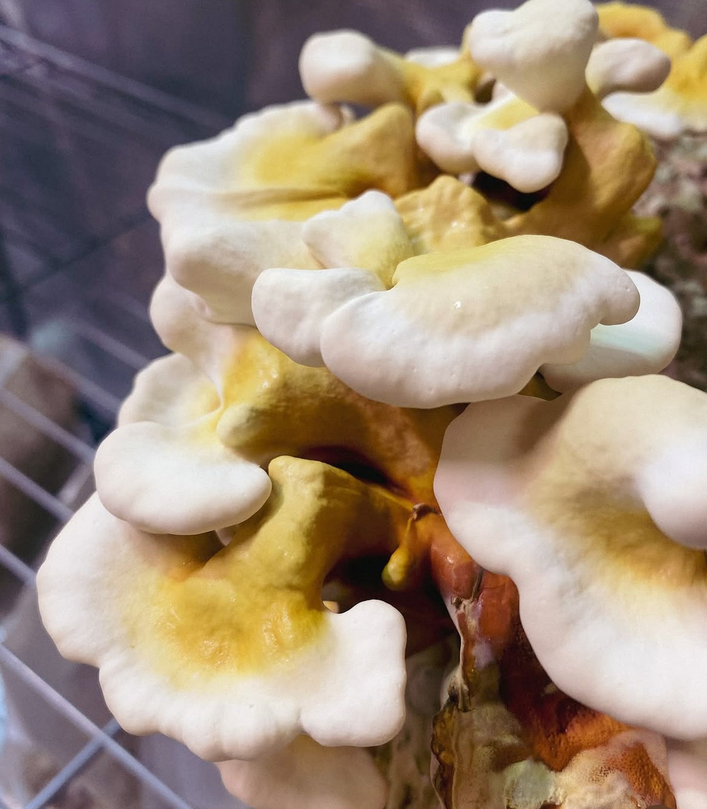 Reishi tinktur 30 ml