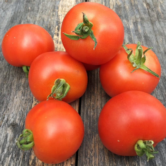 Tomat på gren 500 g ØKO